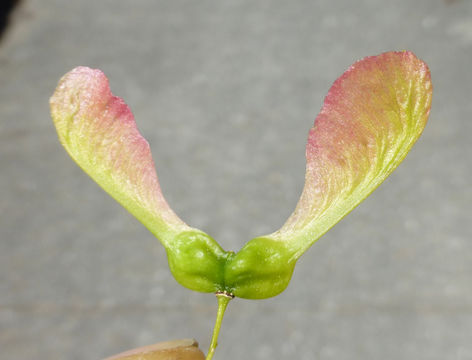 Image of three-toothed maple