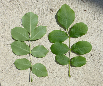 Слика од Fraxinus latifolia Benth.