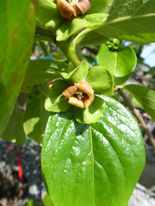 Image of japanese persimmon