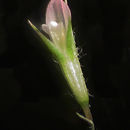 Image of nodding clover