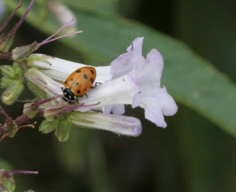 Image of California Lady Beetle