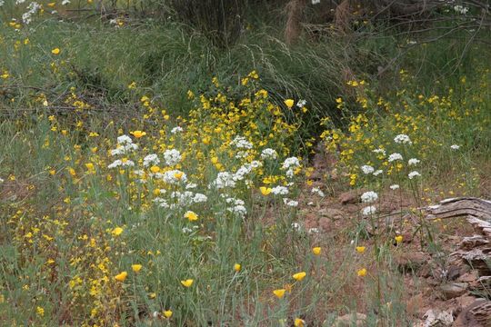 Image of Rawhide HIll onion