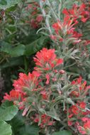 Image of cobwebby Indian paintbrush