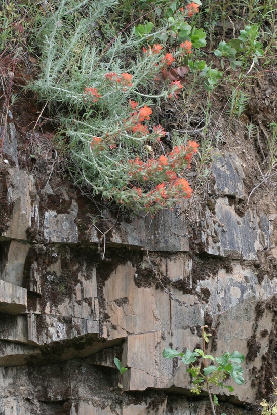 Image of cobwebby Indian paintbrush