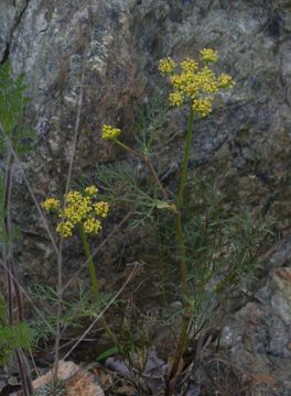 Image of common lomatium