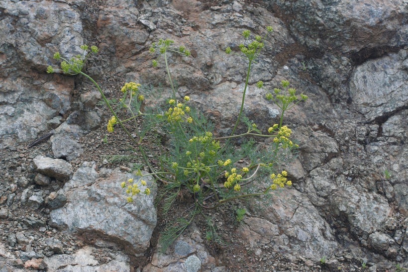 Image of common lomatium