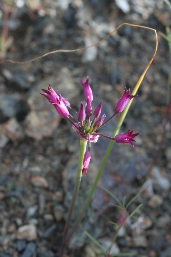 Image of Mexicali onion