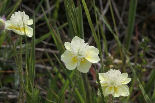 Image of creamcups