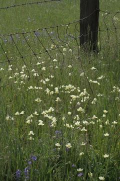 Image of creamcups