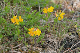 Imagem de Hippocrepis comosa L.