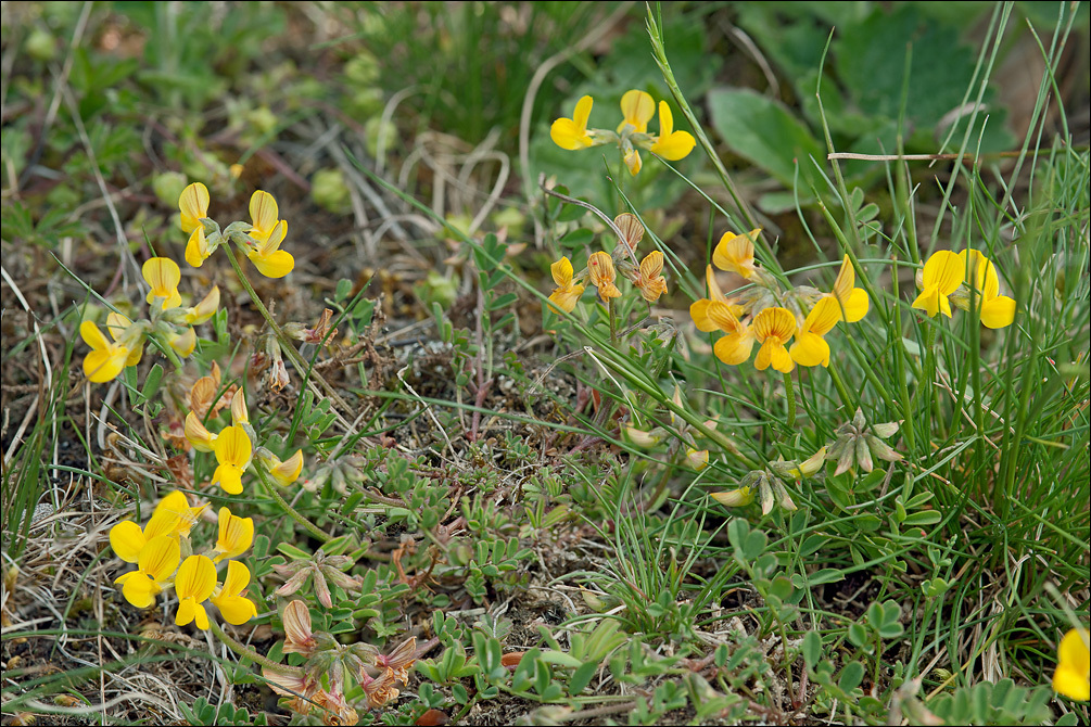 Imagem de Hippocrepis comosa L.