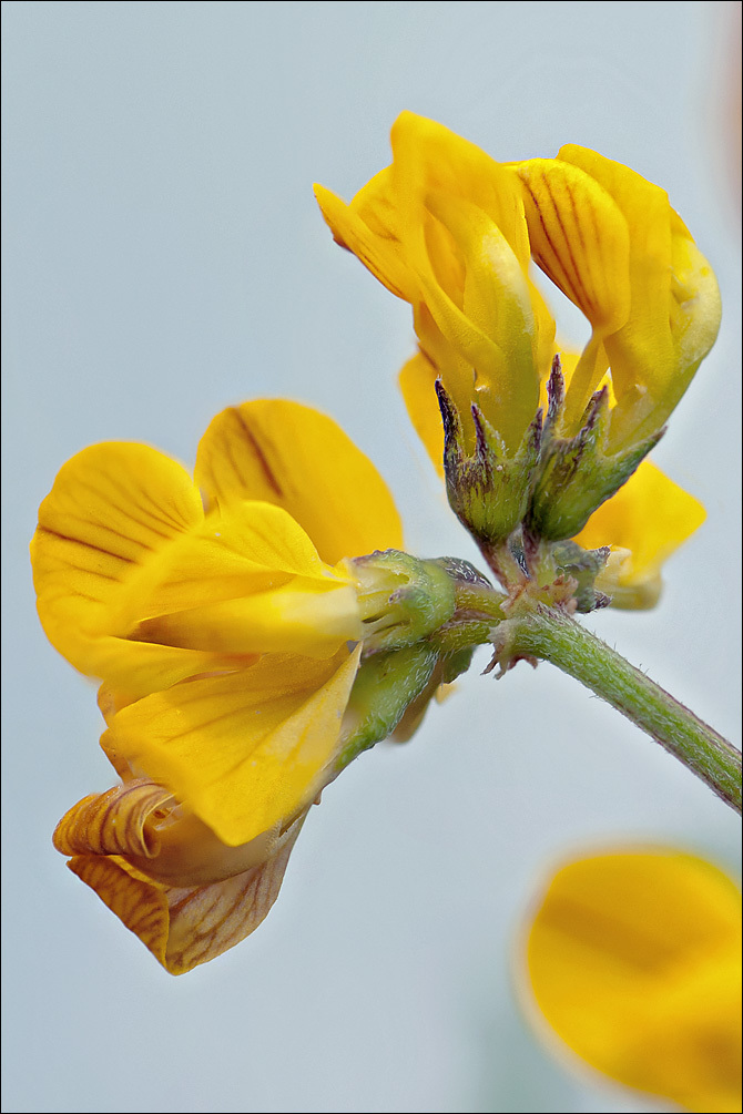 Image of Horseshoe-vetch