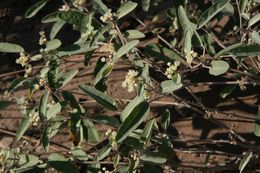 Слика од Croton californicus Müll. Arg.