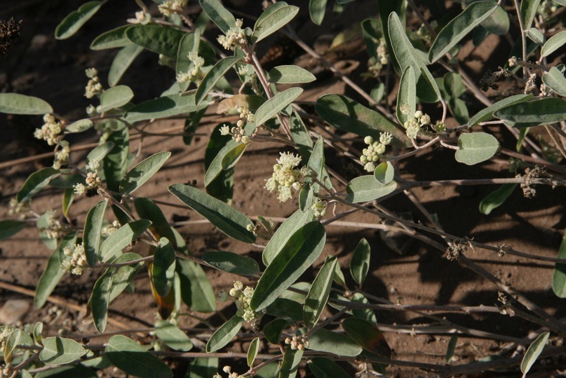 Слика од Croton californicus Müll. Arg.