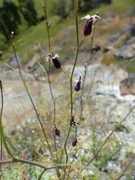 Sivun Streptanthus vimineus (Greene) Al-Shehbaz & D. W. Taylor kuva