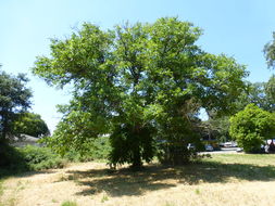 Image of Common walnut