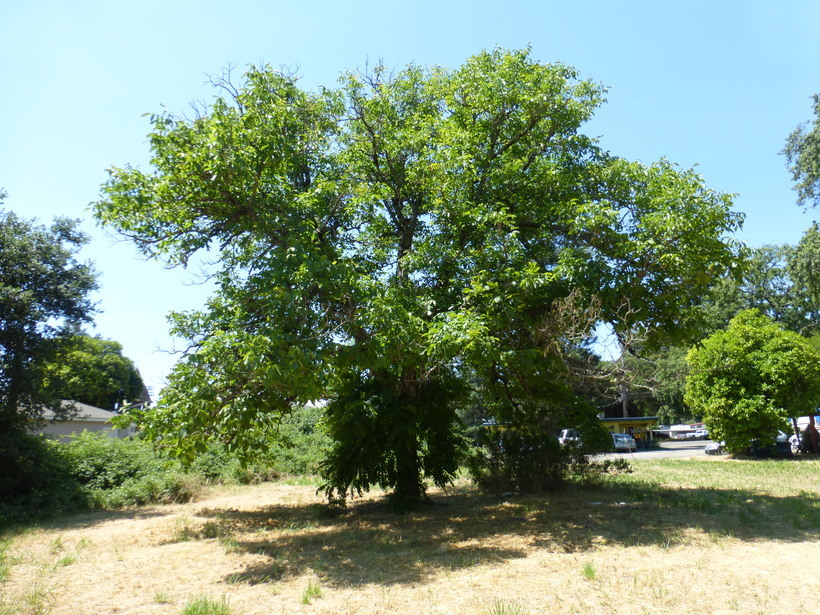 Image of Common walnut