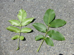 Image of Common walnut