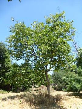 Image of japanese persimmon