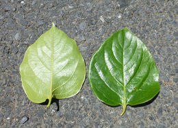 Image of japanese persimmon