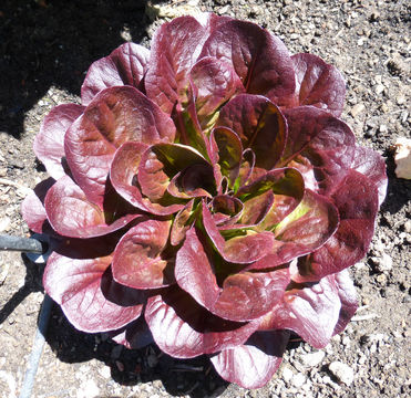 Image of garden lettuce