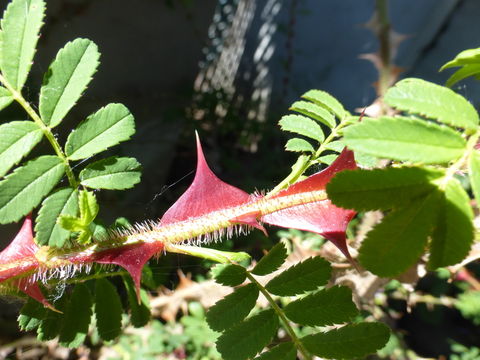 Image of Rosa sericea Lindl.