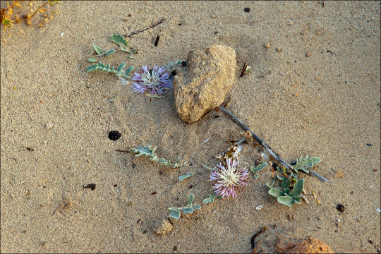 <i>Centaurea pumilio</i> resmi