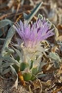 <i>Centaurea pumilio</i> resmi