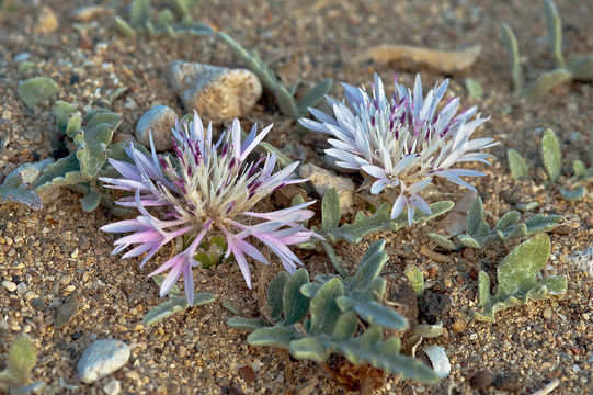 <i>Centaurea pumilio</i> resmi