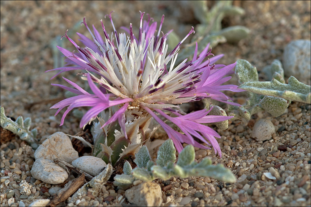 <i>Centaurea pumilio</i> resmi