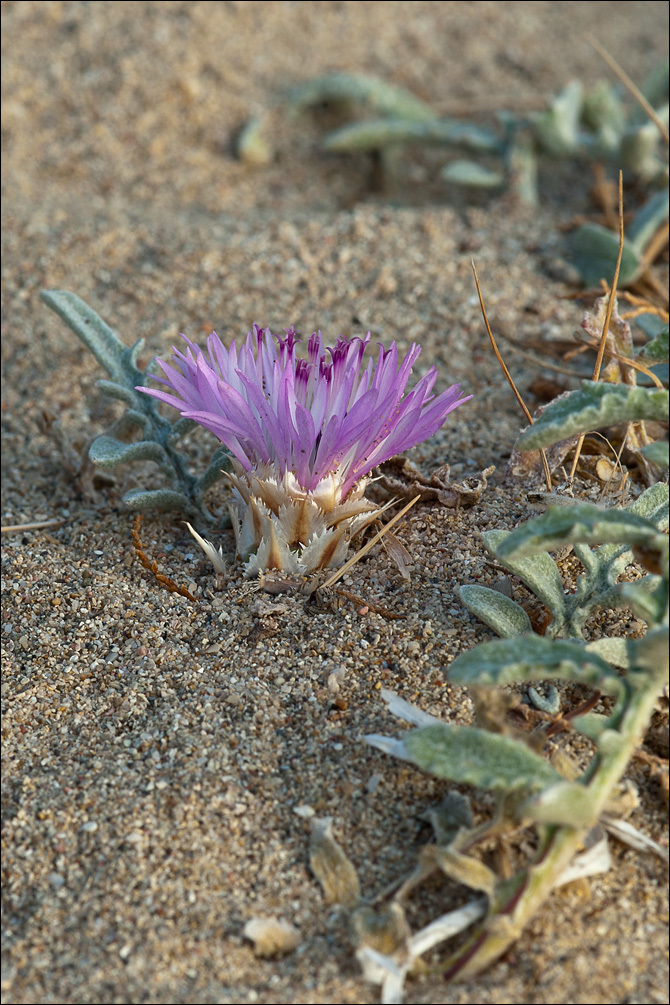 <i>Centaurea pumilio</i> resmi