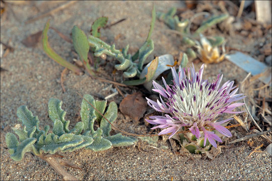 <i>Centaurea pumilio</i> resmi