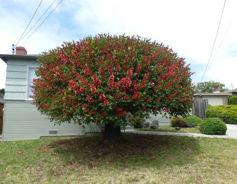 Слика од Erythrina crista-galli L.