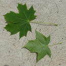 Image of maple