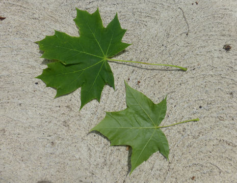 Image of Norway Maple