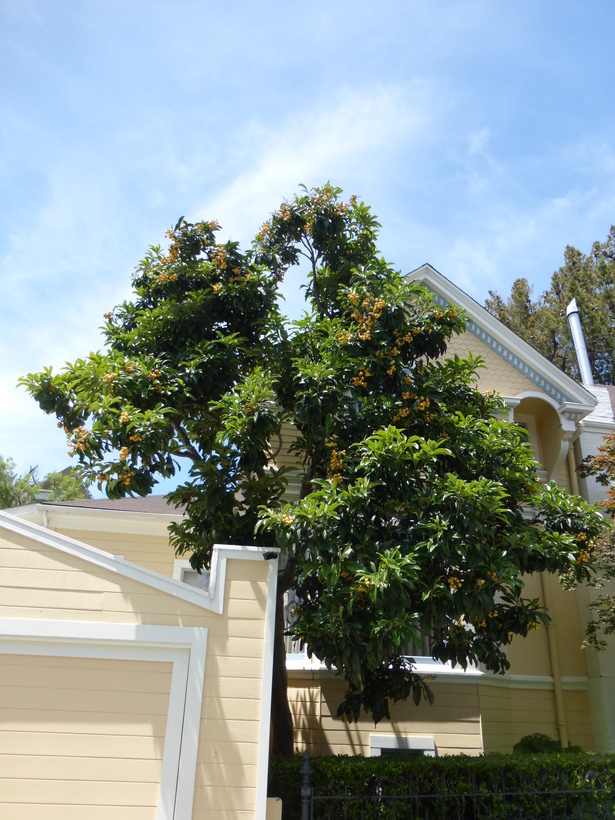 Image of loquat