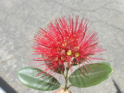 Image of Pohutukawa