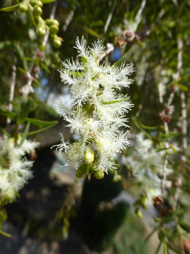 Sivun Melaleuca ericifolia Sm. kuva