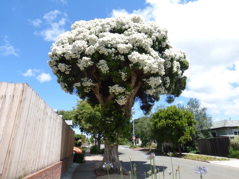 Image of cajeput tree