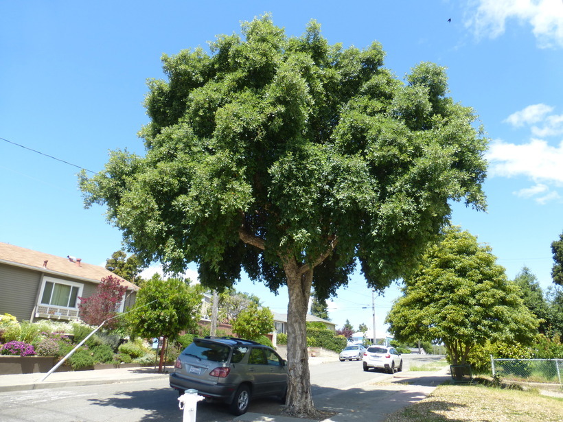 Image of Cork Oak