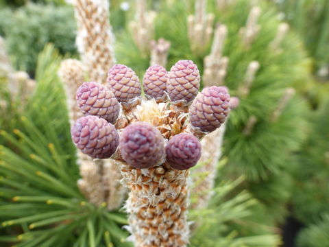 Image of Japanese Black Pine