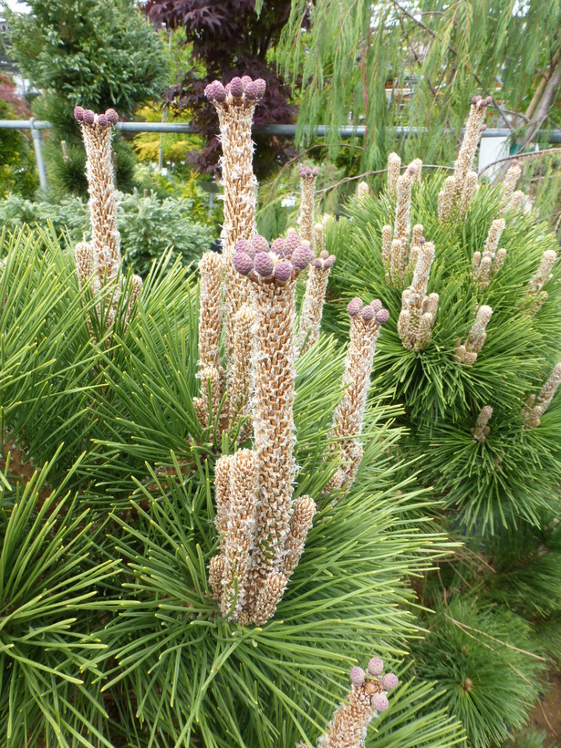 Image of Japanese Black Pine