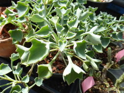 Image of <i>Senecio kleiniiformis</i>