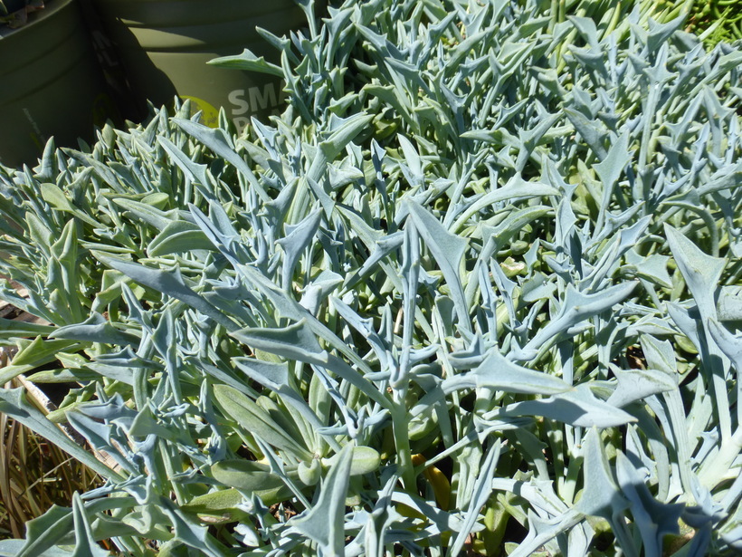 Image of <i>Senecio kleiniiformis</i>