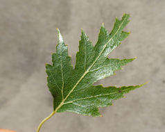 Image of Common Birch