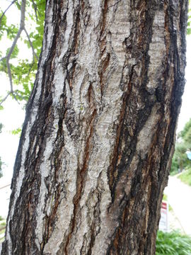 Image of Golden-rain tree