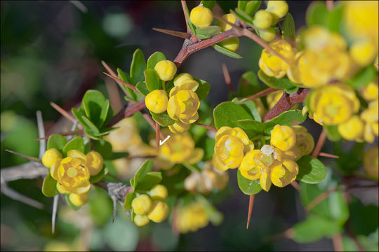 Image de Berberis cretica L.