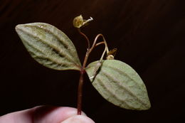 Claytonia umbellata S. Wats. resmi