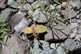 Claytonia umbellata S. Wats. resmi