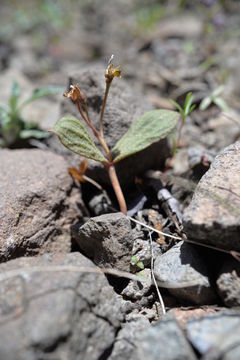 Claytonia umbellata S. Wats. resmi